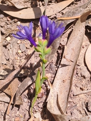 Codonorhiza elandsmontana