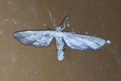 Glaucina nota