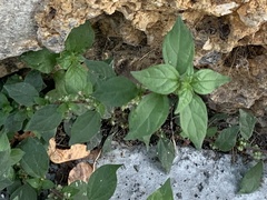Parietaria judaica