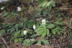 Helleborus niger