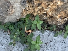 Parietaria judaica