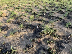 Asclepias stellifera