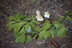 Helleborus niger