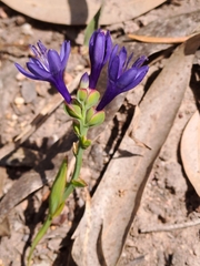 Codonorhiza elandsmontana