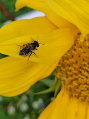 Megachile montivaga