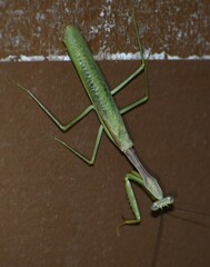 Stagmomantis