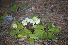 Helleborus niger