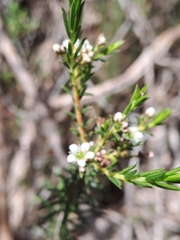 Diosma hirsuta