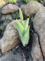 Ledebouria zebrina