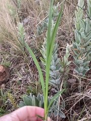 Chlorophytum cooperi