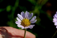 Afroaster serrulatus