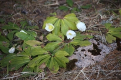 Helleborus niger