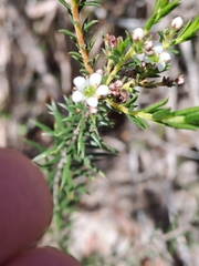 Diosma hirsuta