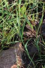 Afroaster serrulatus