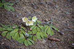 Helleborus niger