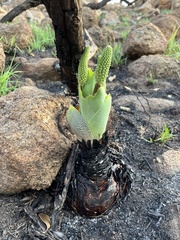 Ledebouria zebrina
