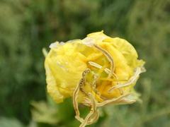 Oenothera stricta