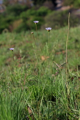 Afroaster serrulatus