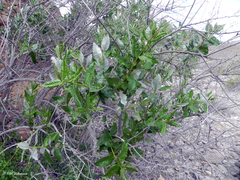 Spinoliva ilicifolia