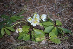 Helleborus niger