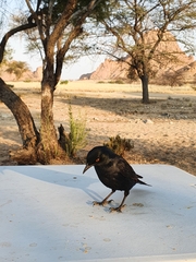 Onychognathus nabouroup