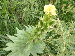Oenothera stricta