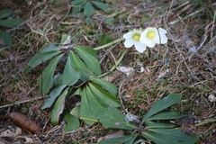 Helleborus niger