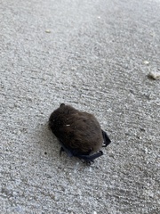 Nycticeius humeralis