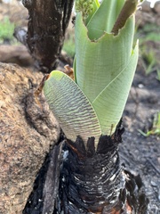 Ledebouria zebrina