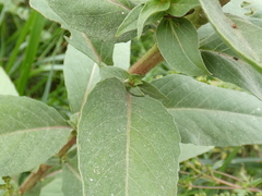 Oenothera stricta