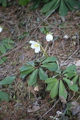 Helleborus niger