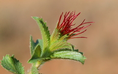 Acalypha angustata