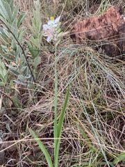Chlorophytum cooperi
