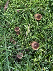 Entoloma sericeum