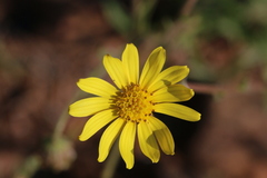 Osteospermum scariosum