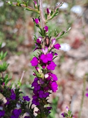 Muraltia macropetala