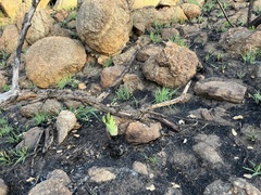 Ledebouria zebrina