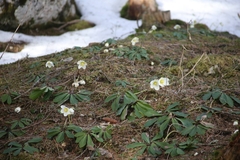 Helleborus niger
