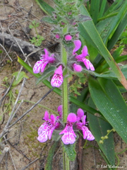 Stachys grandidentata
