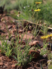 Osteospermum scariosum