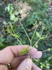 Sanicula canadensis