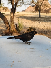 Onychognathus nabouroup