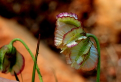 Osteospermum scariosum