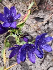 Codonorhiza elandsmontana