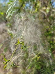 Clematis drummondii