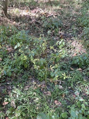 Sanicula canadensis