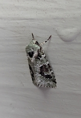 Lacinipolia implicata