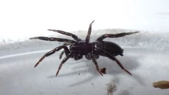 Zelotinae