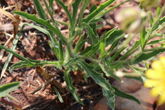 Osteospermum scariosum