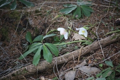 Helleborus niger